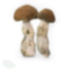 Vertical view of two premium Aztec God dried mushrooms standing upright