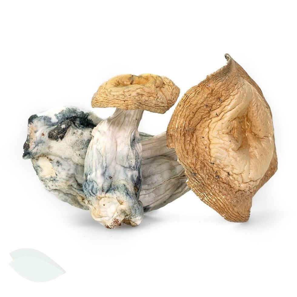 Two large specimens from StrainSeek's current batch of Blue Meanie psilocybe cubensis mushrooms.