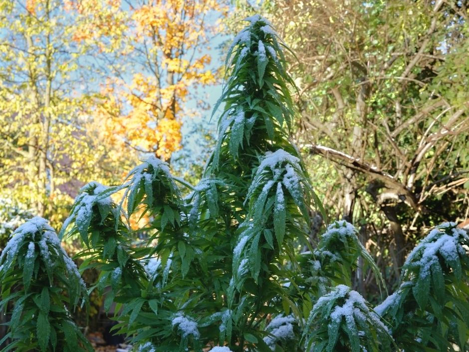 A cannabis plant with snow resting on top of its buds
