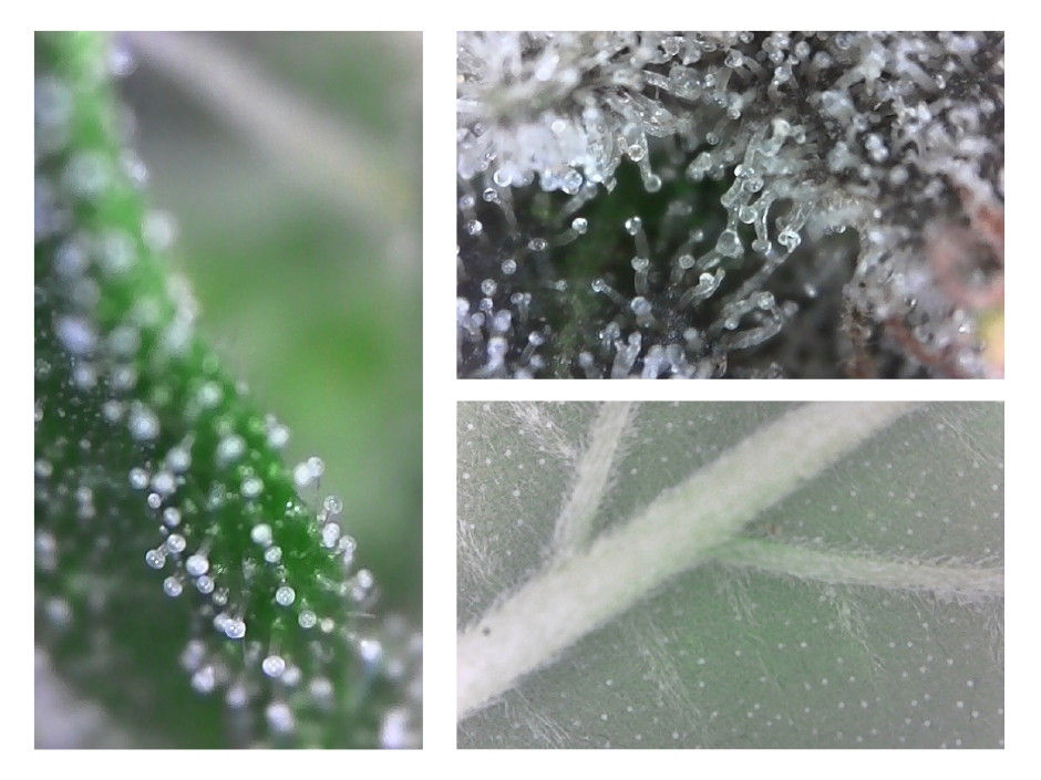 Macro images from a digital microscope showing cannabis trichomes in development