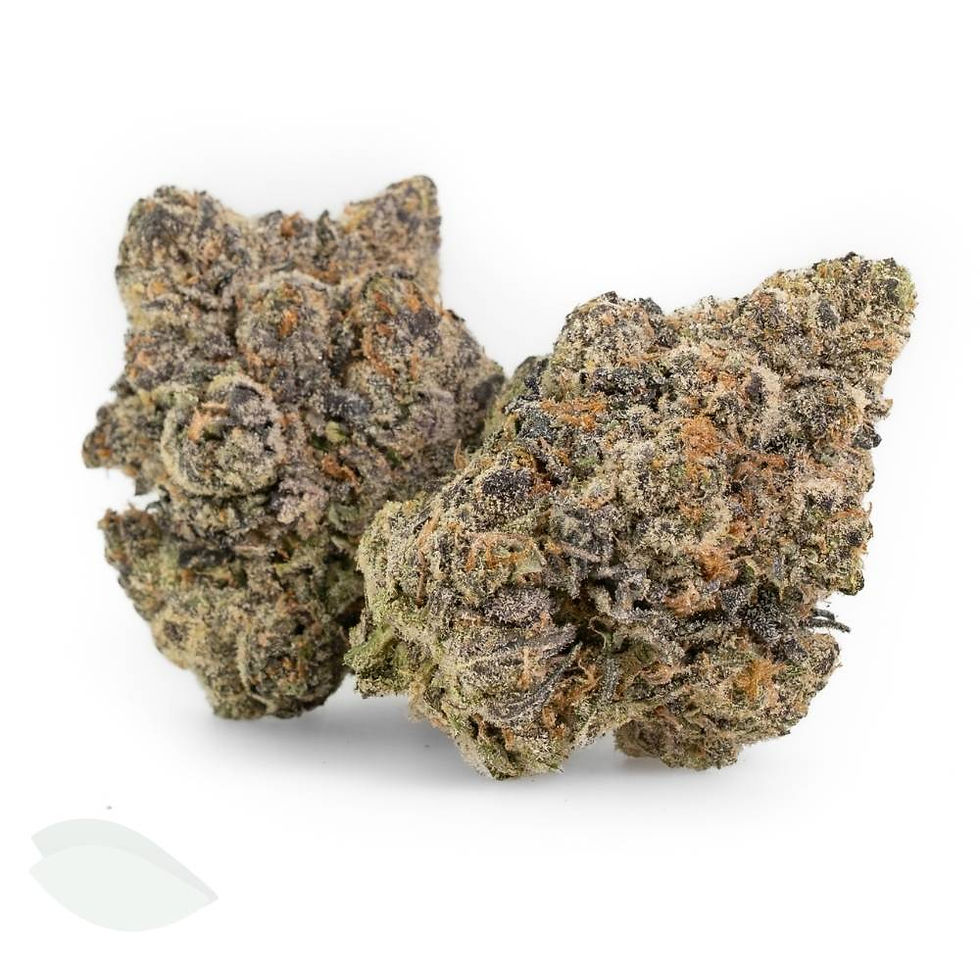 Two medium sized Blue Zkittlez indica flower buds with heavy trichome frost and dark forest green leaves.