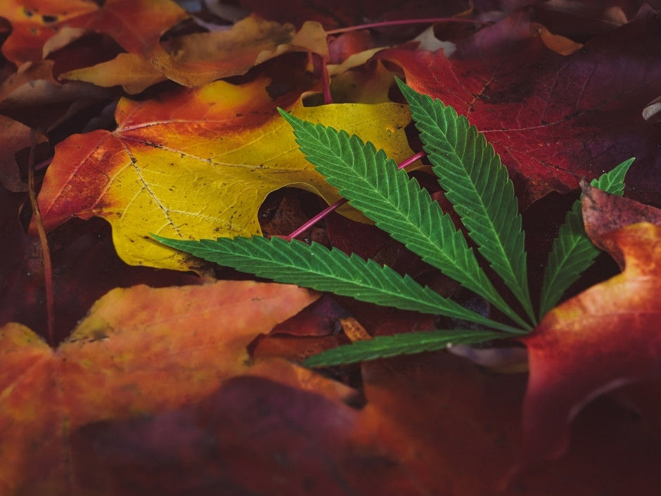 A cannabis leaf on top of a pile of red fall maple leaves.
