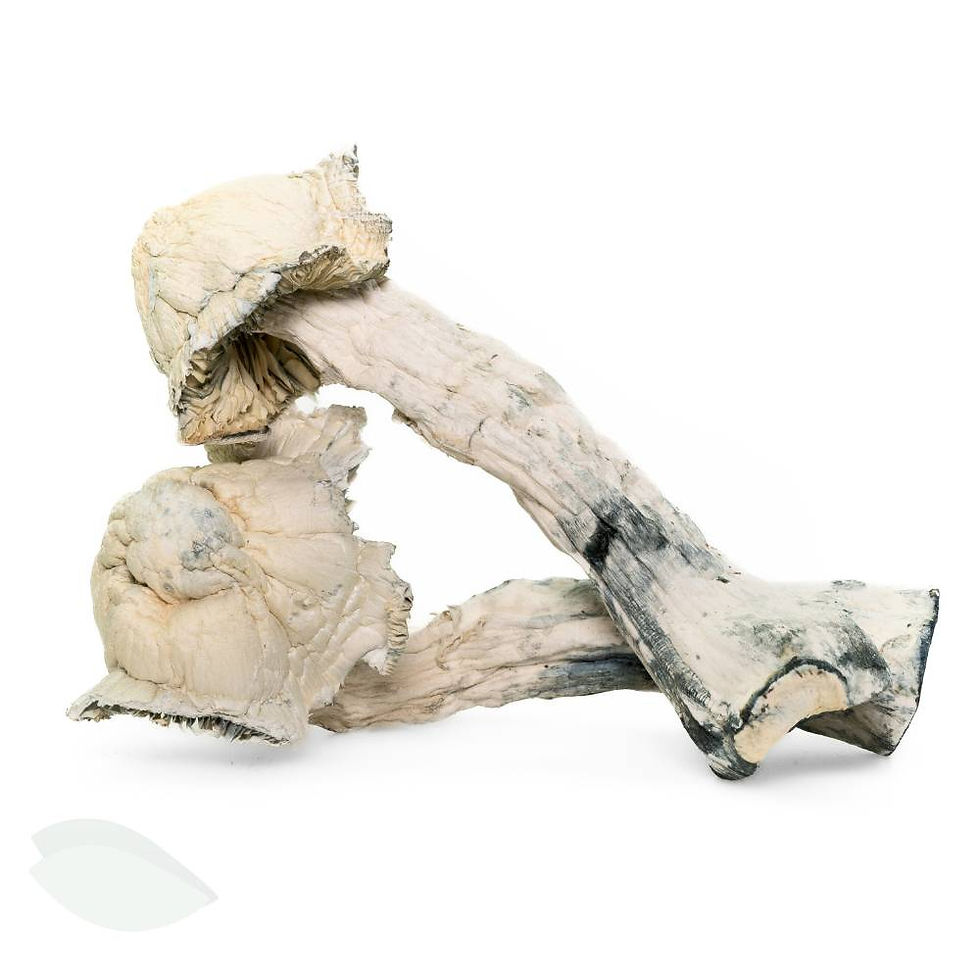 Thumbnail: Freshly dried Avery Albino Mushrooms displayed against a white background