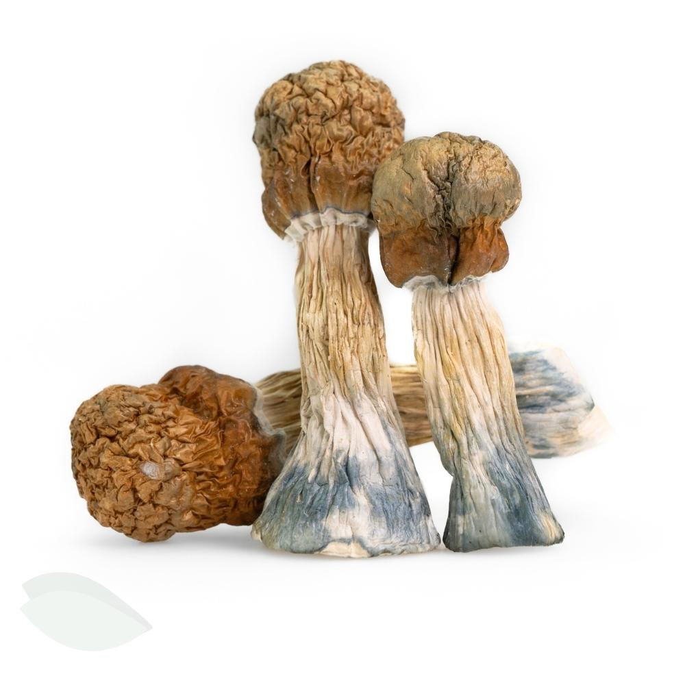 A trio of Melmac magic mushrooms displayed against a white background