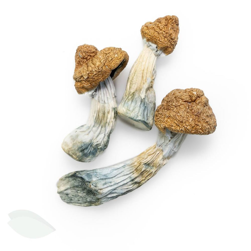 Thumbnail: Overhead view of dried Trans Envy mushrooms, showing their dense structure and blue bruised stems
