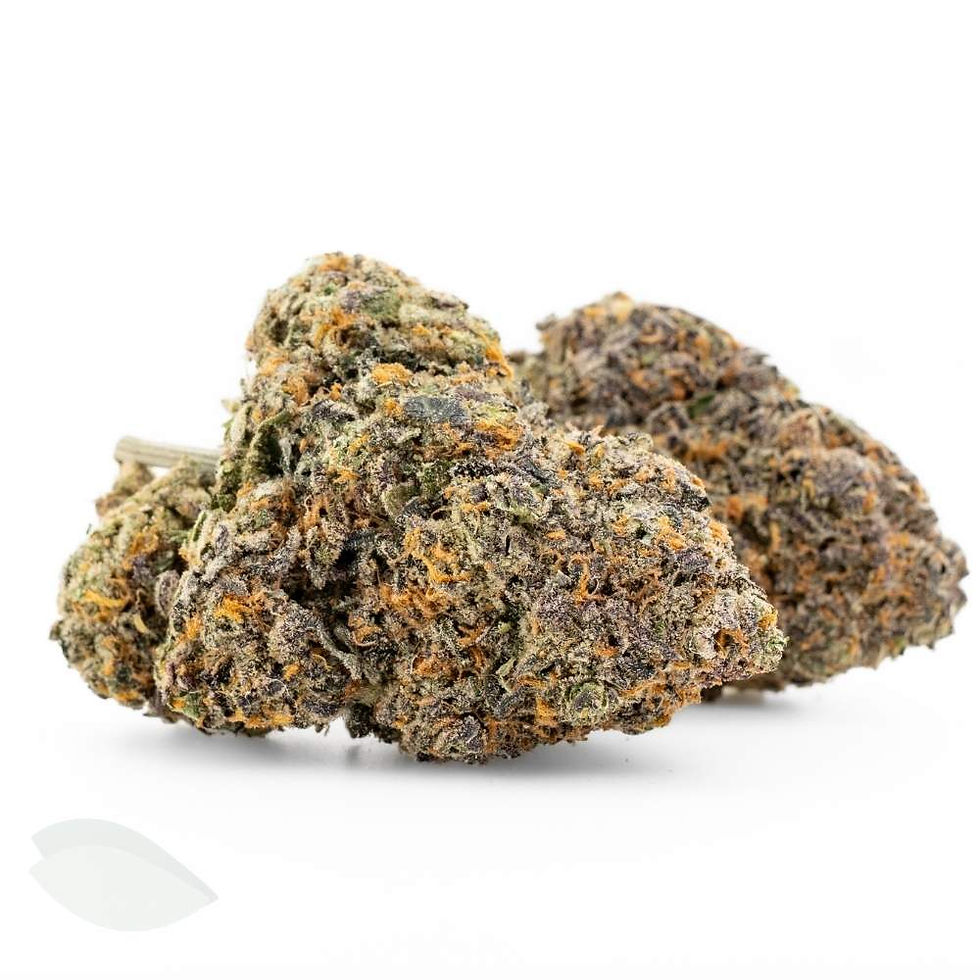 Close-up of Jealousy strain with firm, trichome-coated purple-green flower