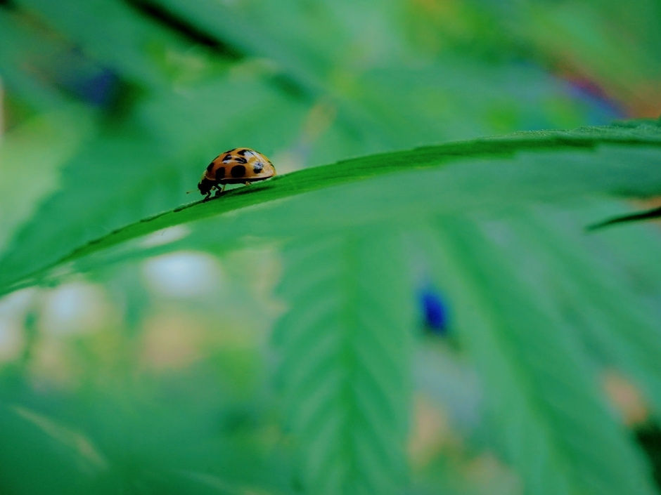 A ladybug walking along the margins of a cannabis leaf