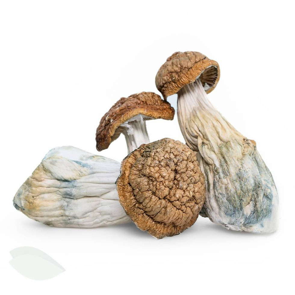 Goldmember Magic Mushrooms displaying heavy blue bruising on stems