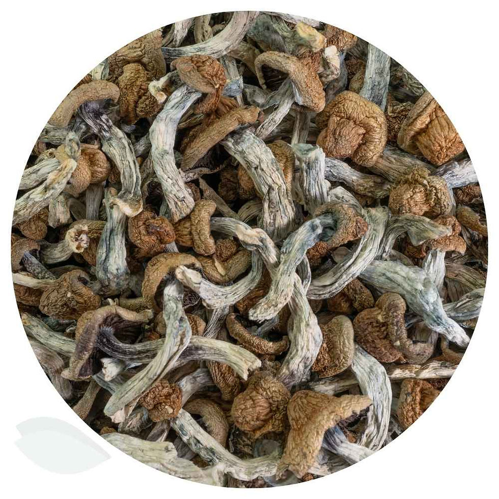 Thumbnail: Bulk dried Trinity strain magic mushrooms pictured from overhead