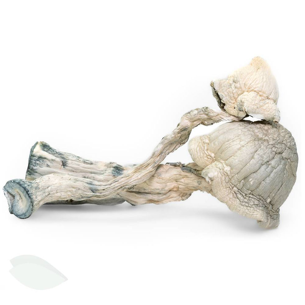 Thumbnail: Freshly dried Avery Albino Mushrooms displayed against a white background