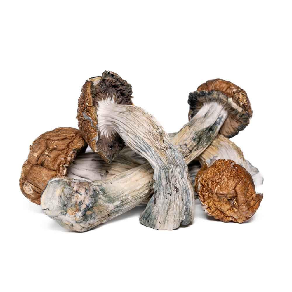 Blue Penis Envy Magic Mushrooms