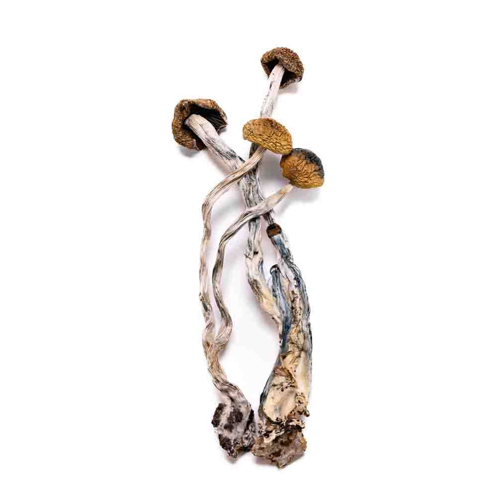 overhead view of fruiting bodies of psilocybe azurescens magic mushrooms