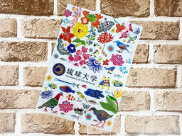 クリアファイル/琉球大学 生協 様