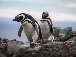 Isla Magdalena: El Santuario de los Pingüinos de Magallanes en la Patagonia