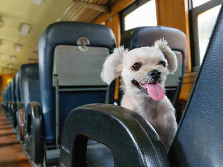 De paseo en bus: El manual del buen viaje con tu mascota - Buses pet-friendly en Chile