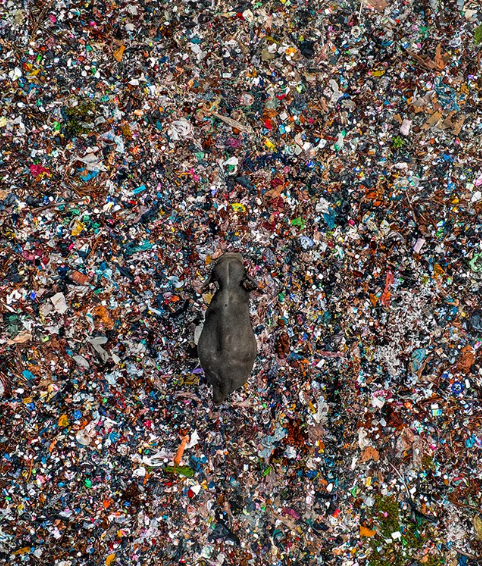 The Value, Structure, and Future of Wildlife Photography Collecting