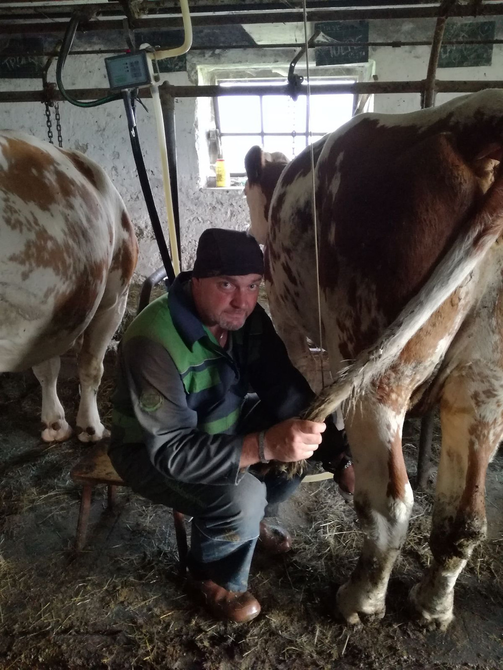 Bauer Wolfgang beim Kühe melken