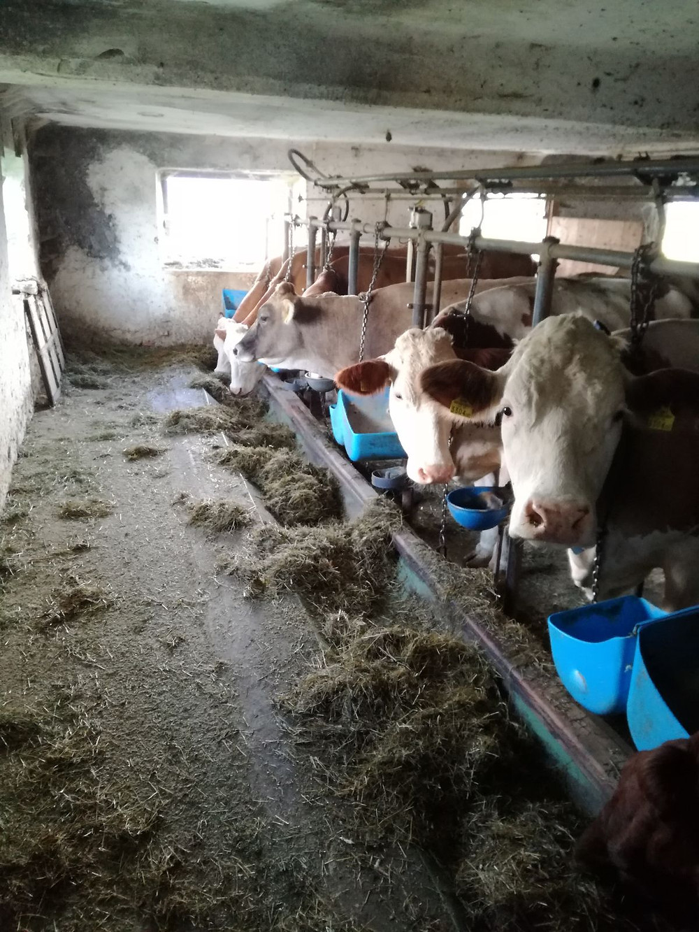 Die hungrigen Kühe warten vor dem Melken schon auf ihr Futter.