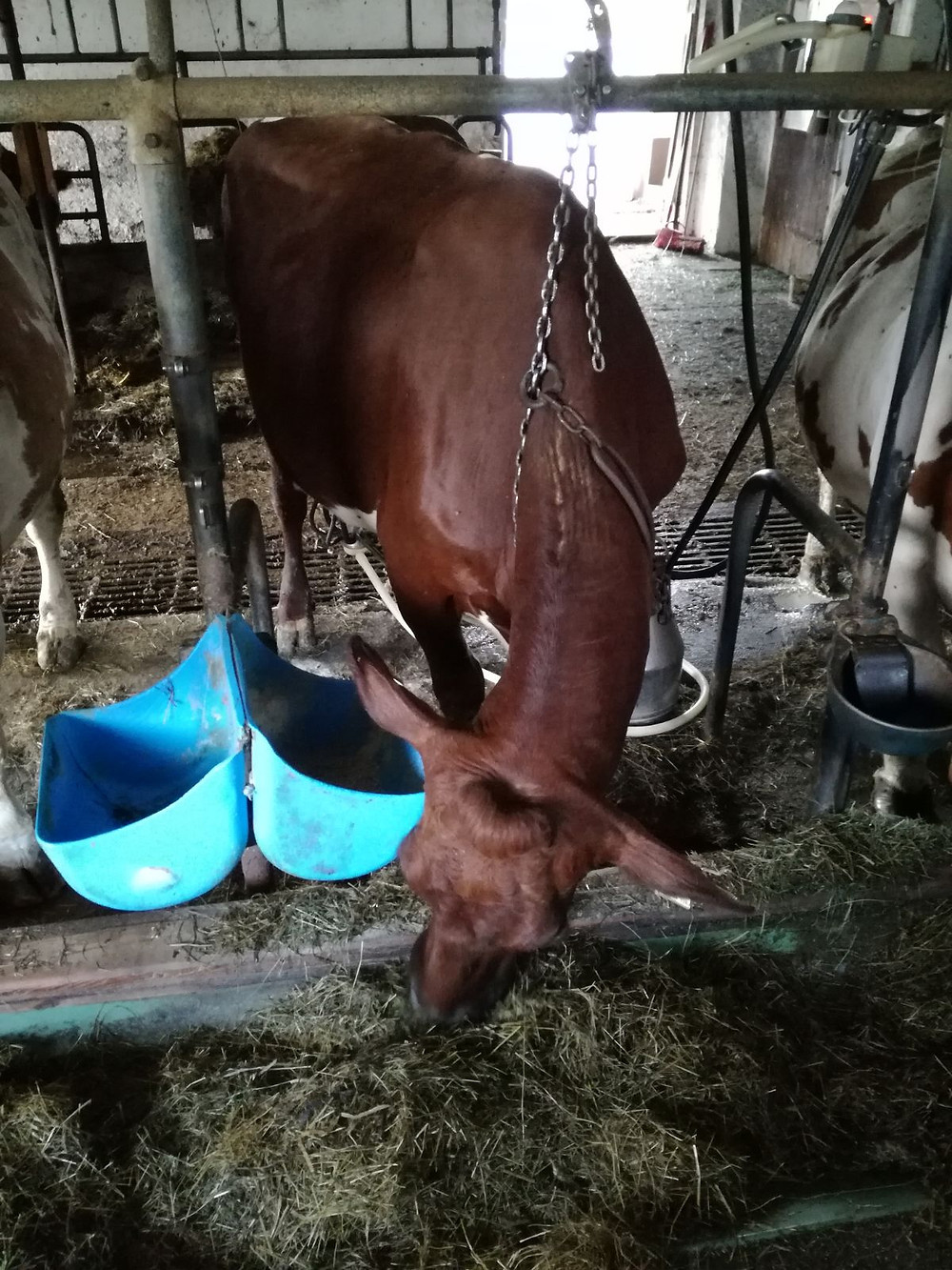 Kuh Sissi bei der Fütterung