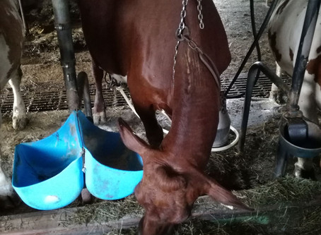 Die Stallarbeit
