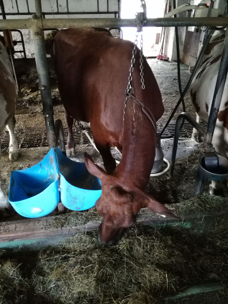 Heißes Abmelken Mitten Im Stall Heißes Abmelken Mitten Im Stall