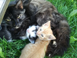 Unser Katzenkindergarten🐱🐈