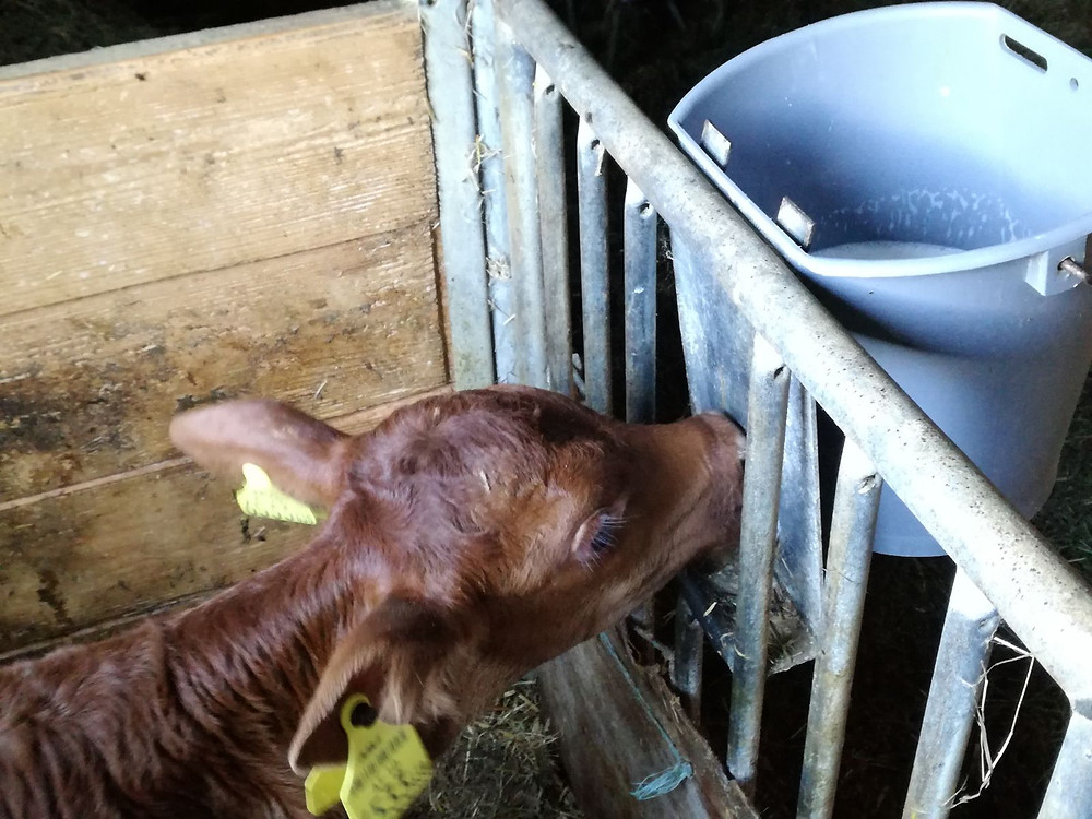 Auch die Kälber bekommen ihre Milch- welche sie ruck-zuck austrinken.
