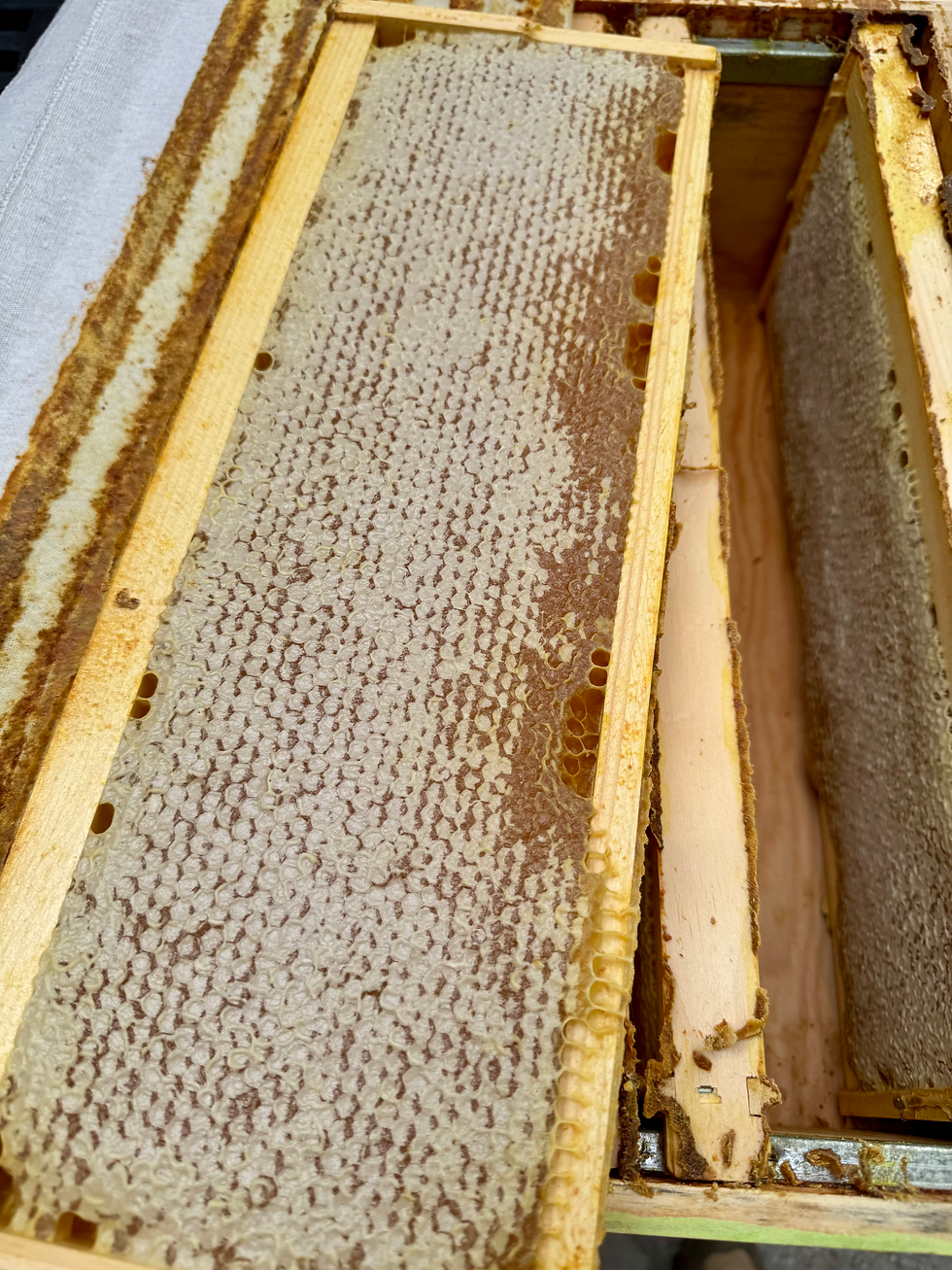 Capped honey frame in a honey super during early September in Ontario apiary