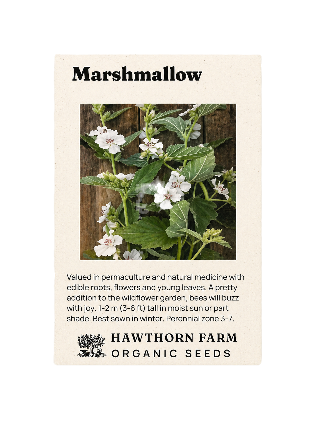 Marshmallow Organic Seeds