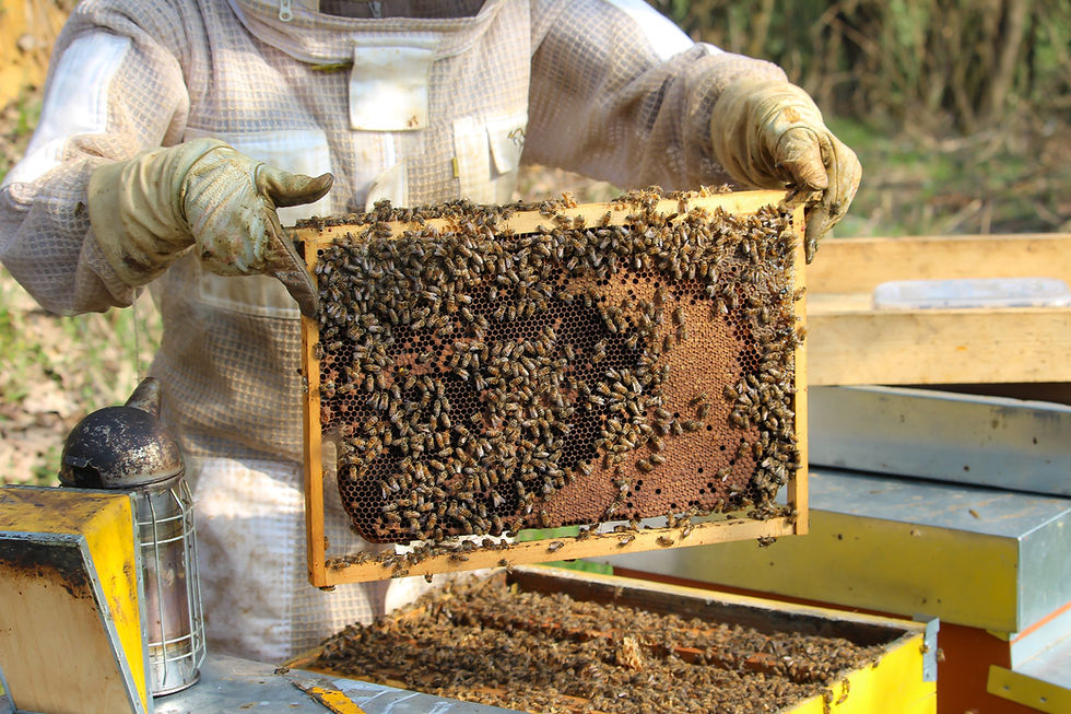 Beekeeper inspecting hive frames during the first spring inspection