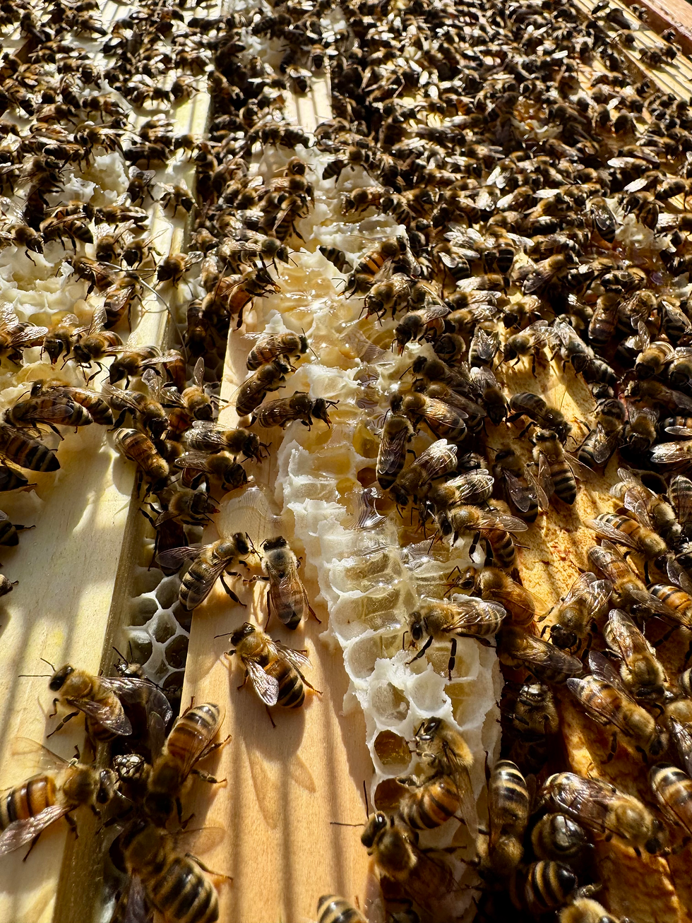 Fresh white comb shows how quickly a strong colony can build during June’s warm weather and nectar flow.