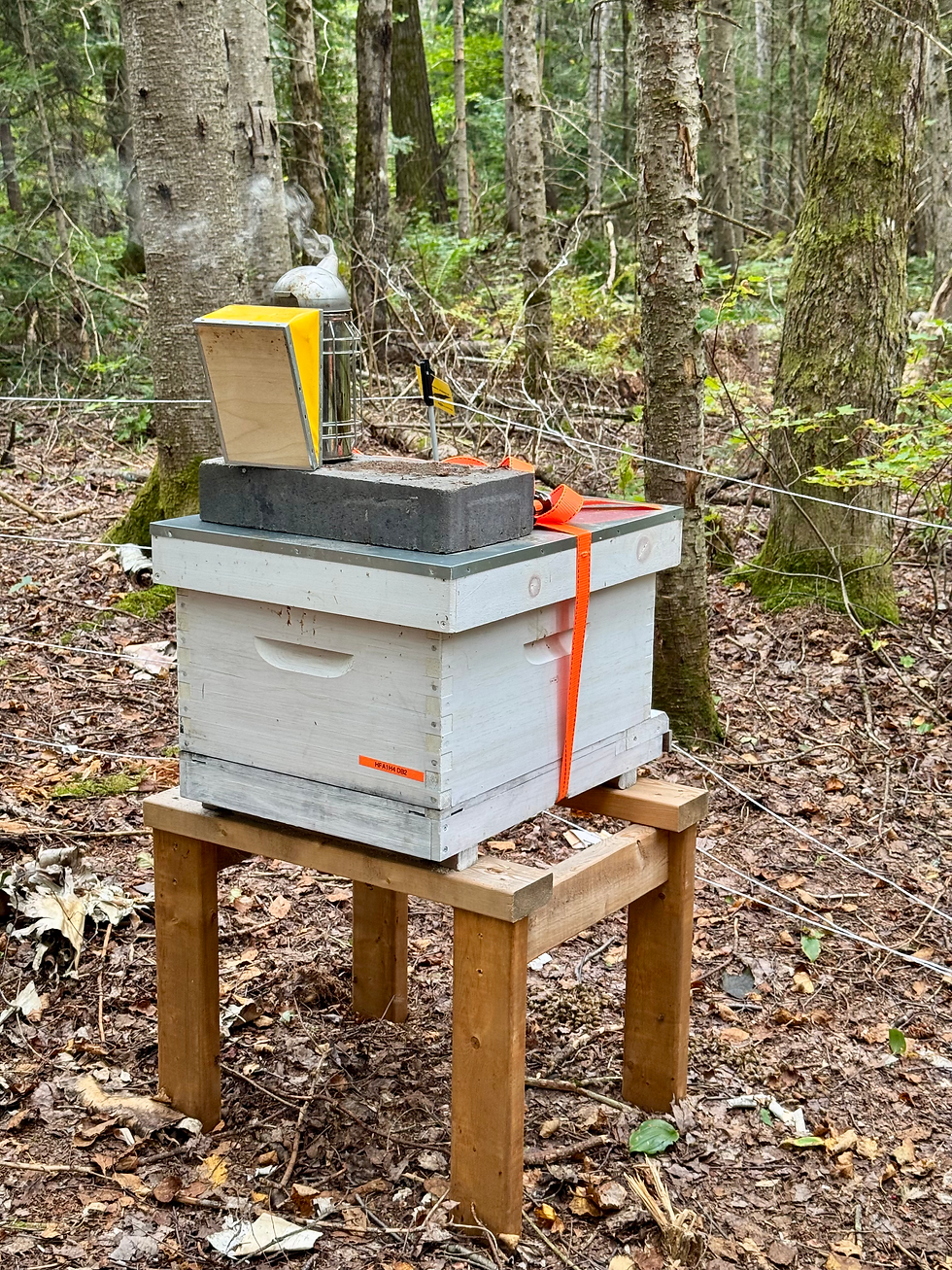 Honey supers being removed from an Ontario beehive in September.