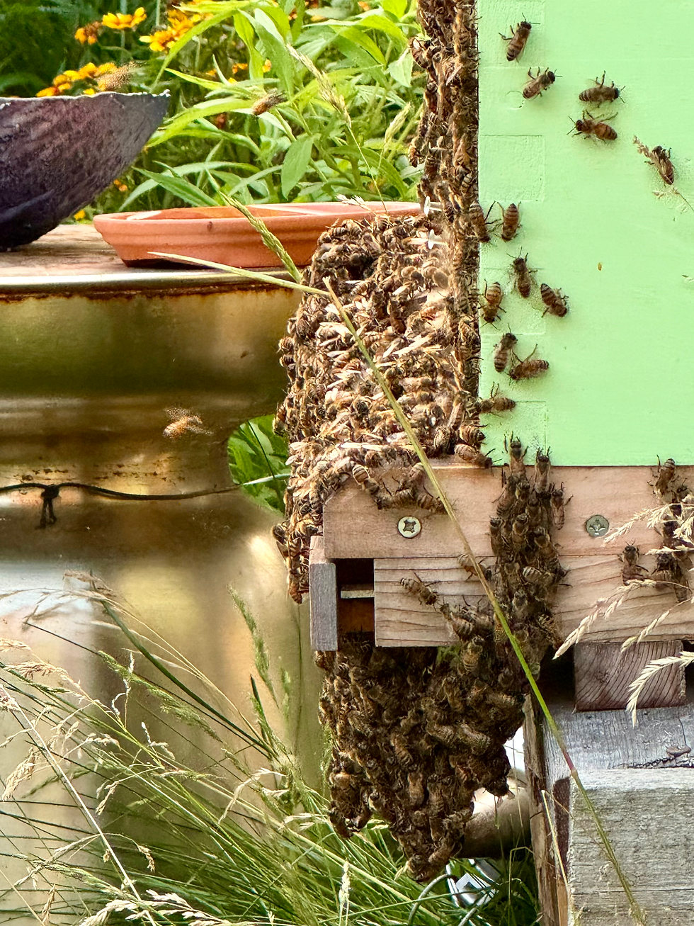 Bees bearding outside the hive during July heat
