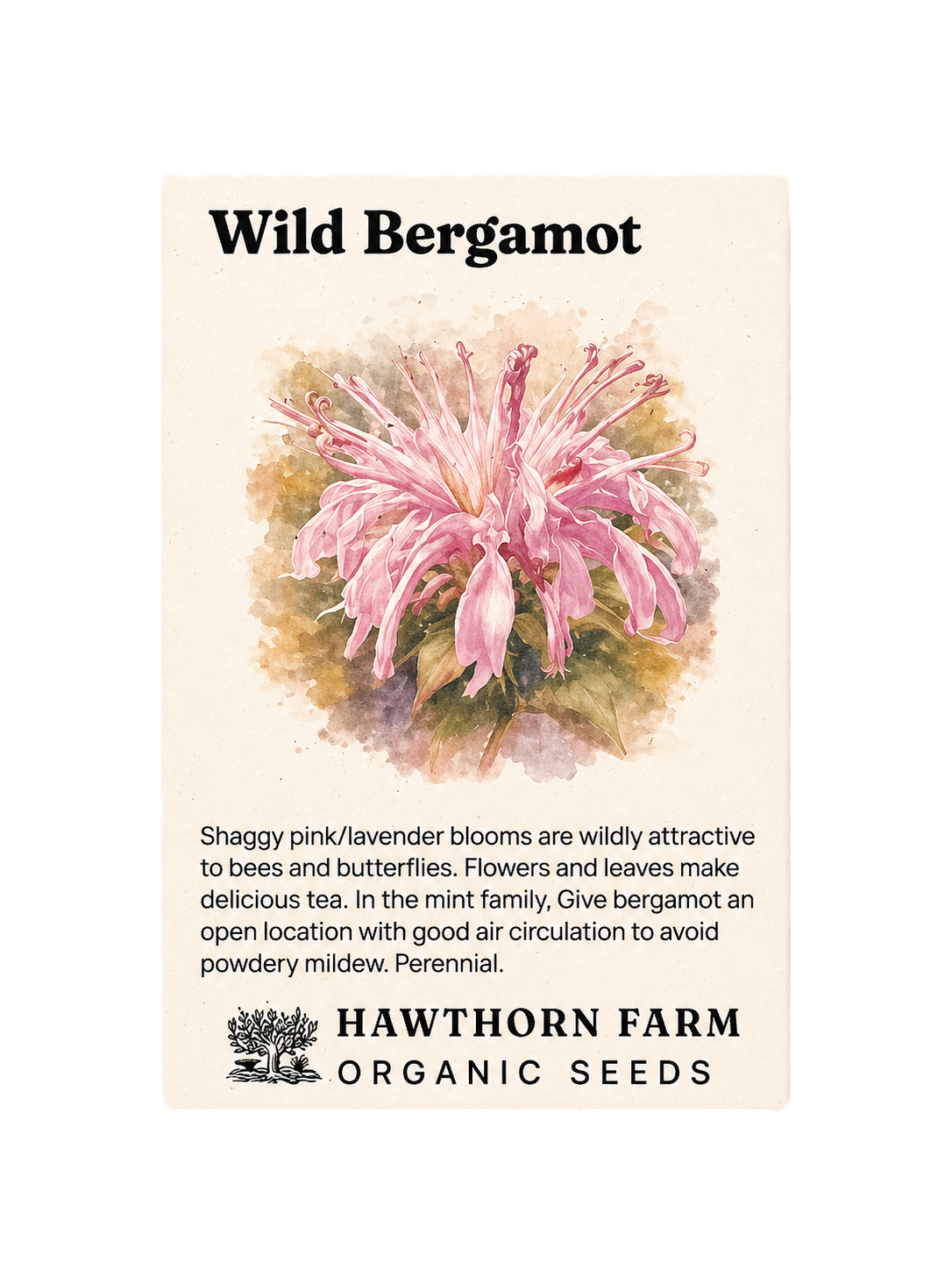 Bergamot - Wild Organic Seeds
