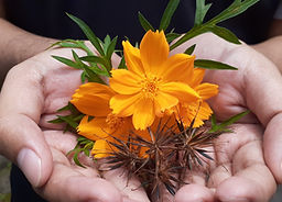 flower in the hands