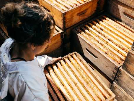 A woman carefully lifts a wooden honey supers during the ecological honey harvest.jpg