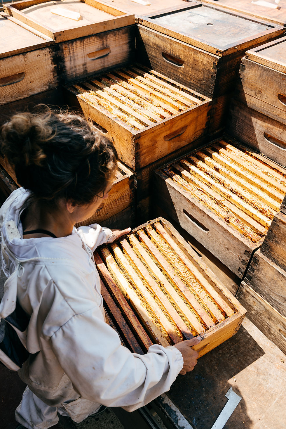 A woman carefully lifts a wooden honey supers during the ecological honey harvest.jpg