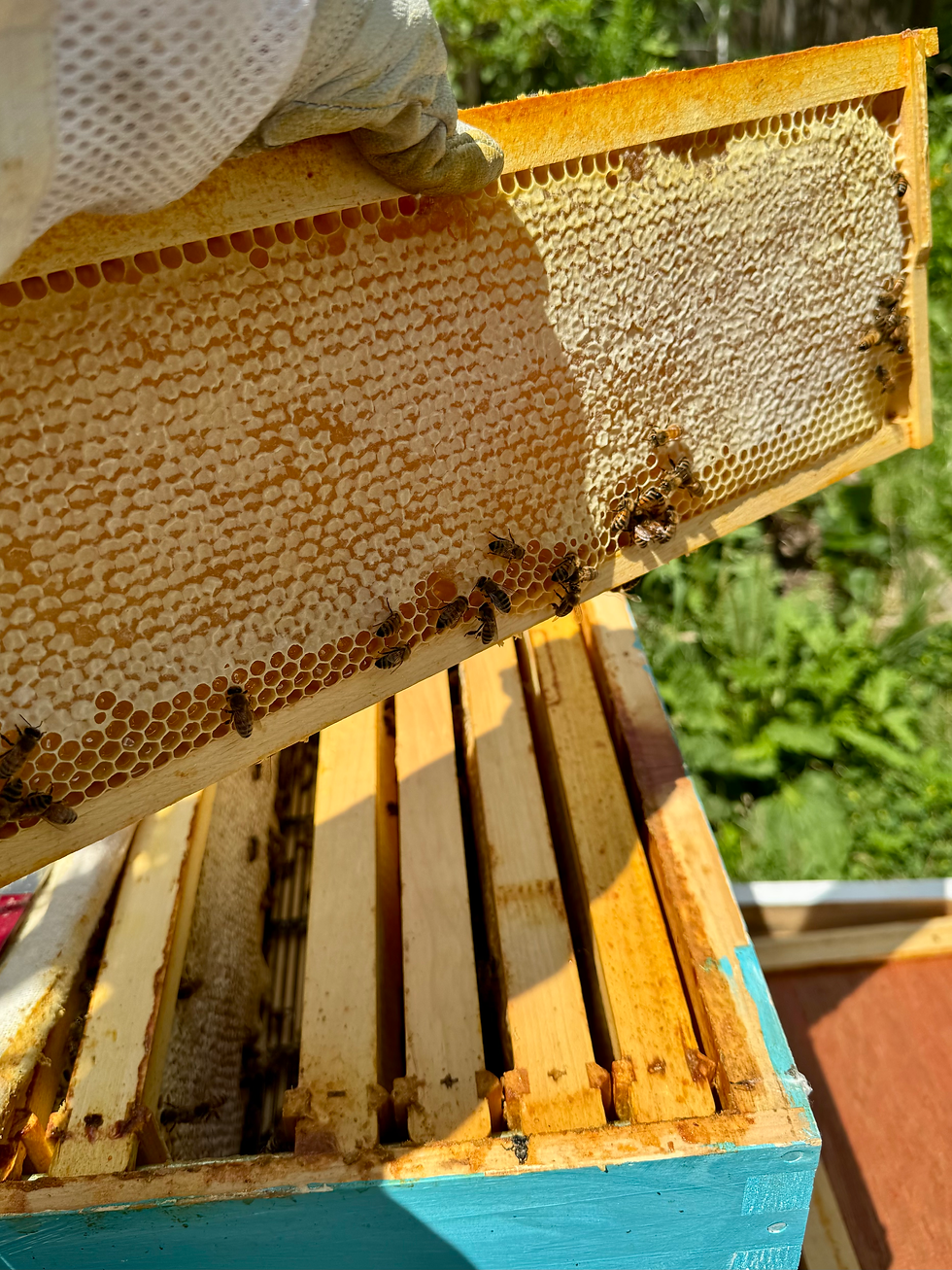 Checking a July honey super frame for capped honey