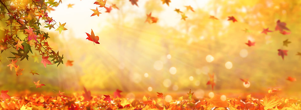 autumn tree in idyllic beautiful blurred autumn landscape panorama with fall leaves in sun