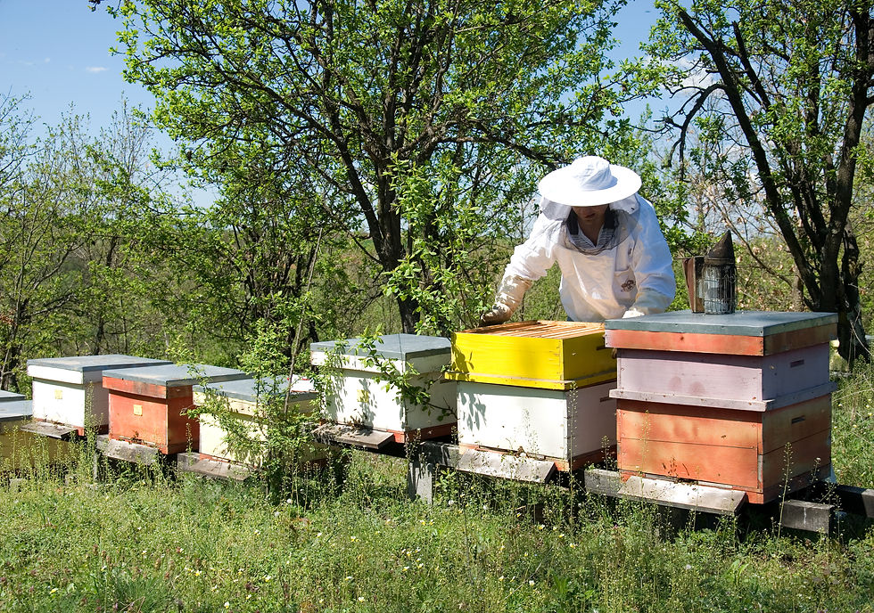 A beekeeper adding a honey super