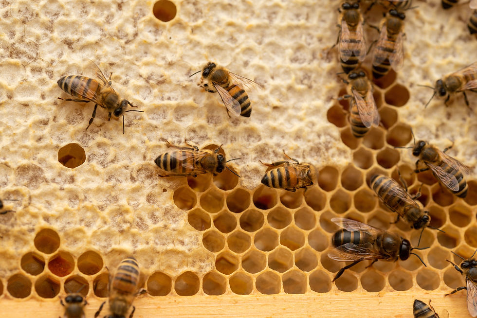 Honey bees working a frame of capped honey in a July honey super