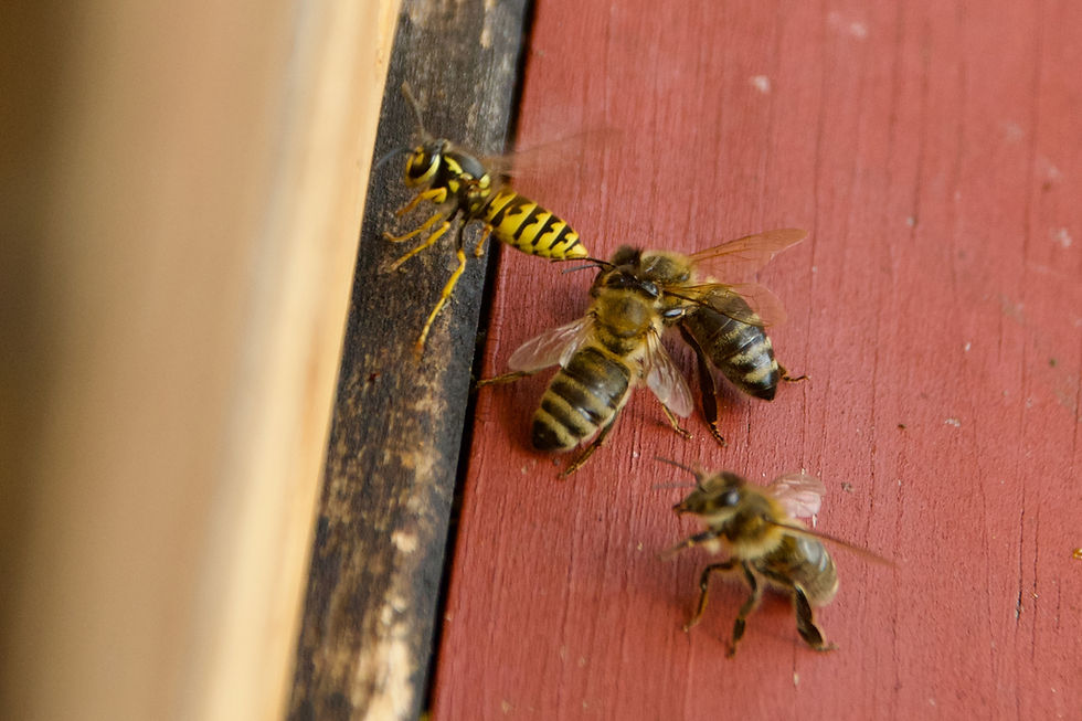 Wasp near a beehive entrance while honey bees guard the colony in late summer.