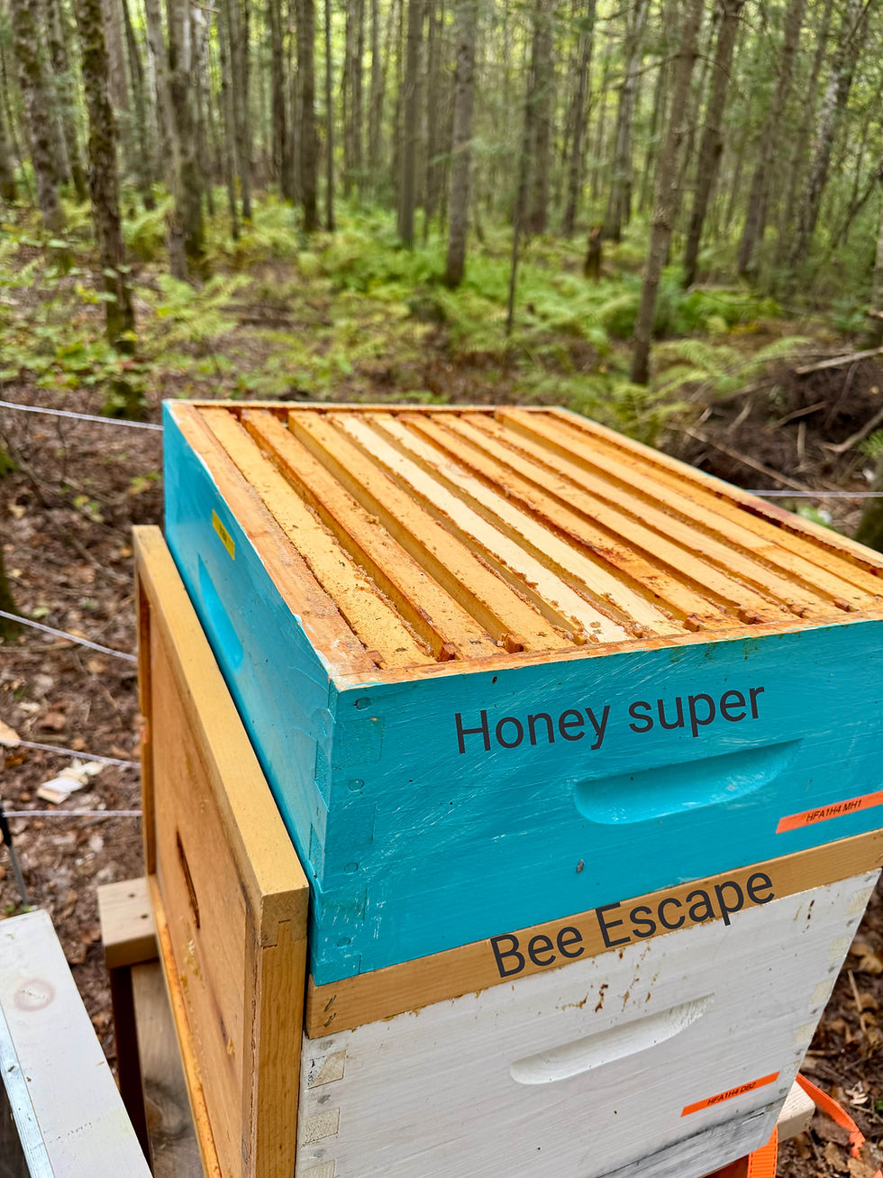 Bee escape placed below honey supers before September honey harvest.