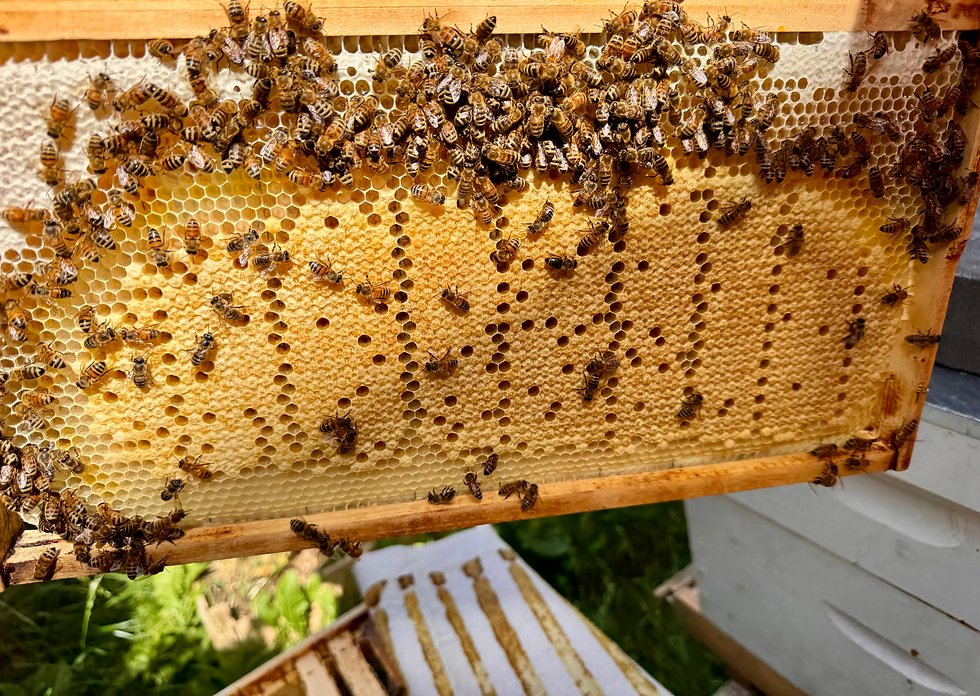 A brood frame from May swarm showing the colony setting in and raising the next generation of bees