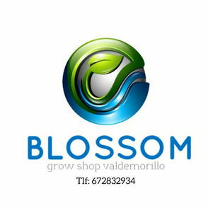 Blossom