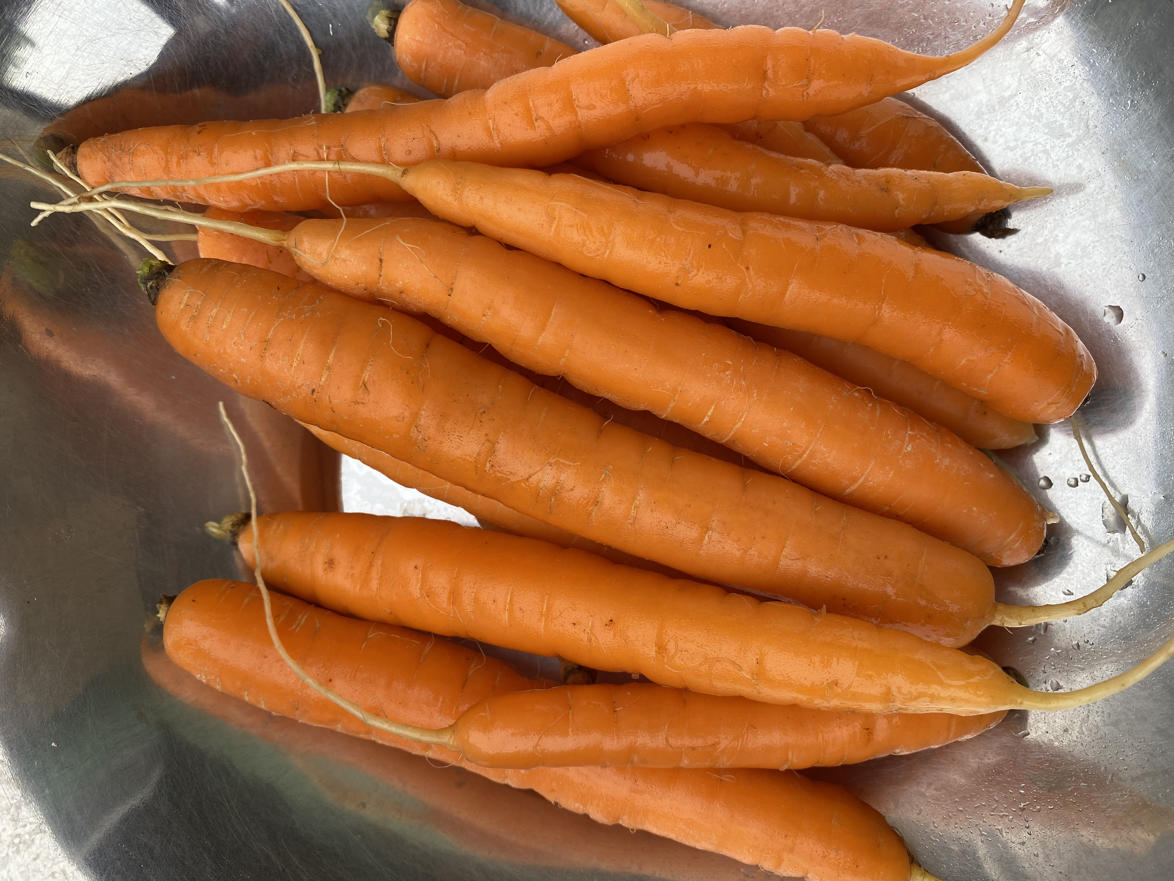 Carotte orange bio