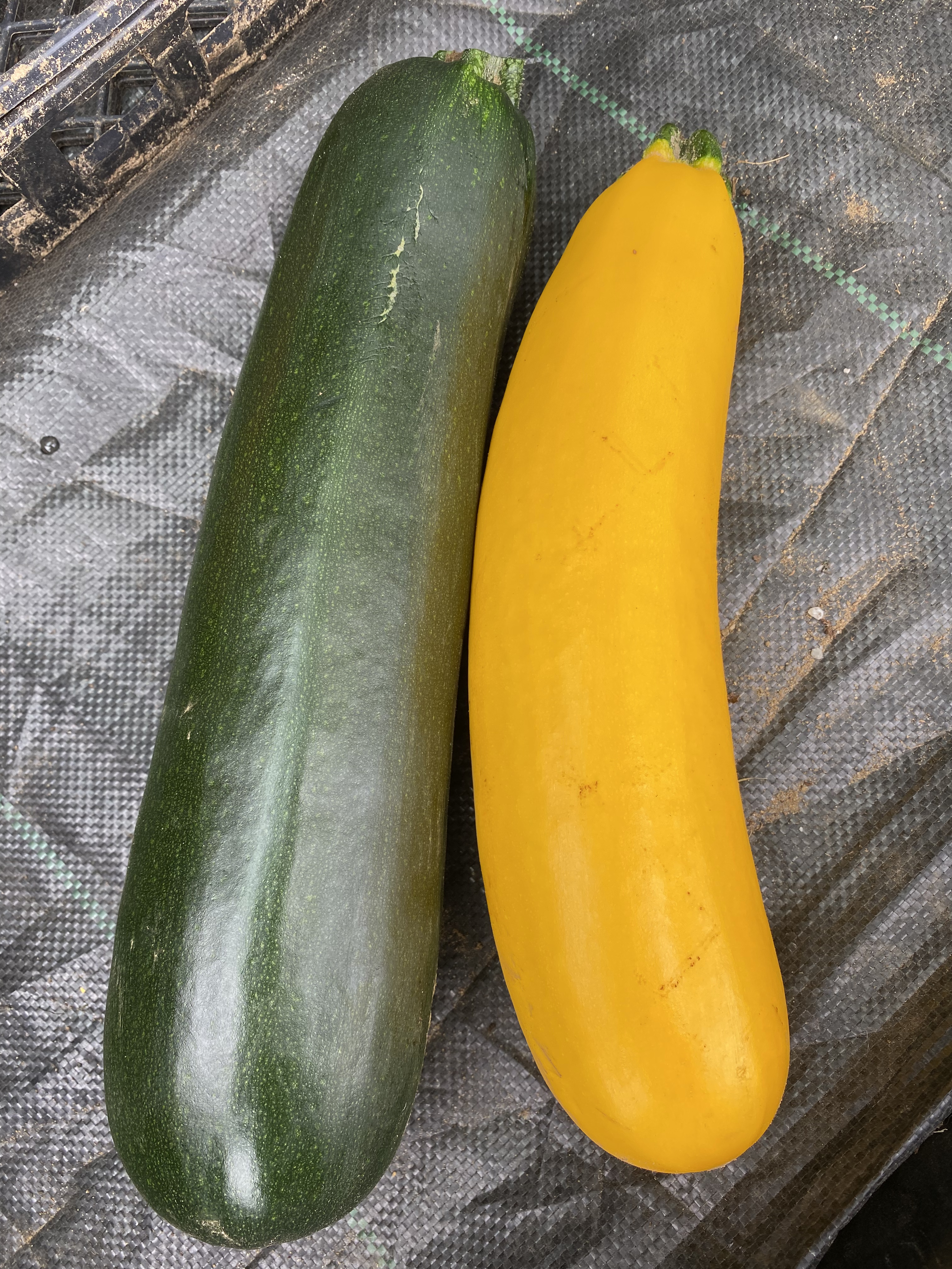 Zucchini bio à farcir (vert ou jaune)