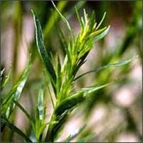 Estragon de Russie/Tarragon