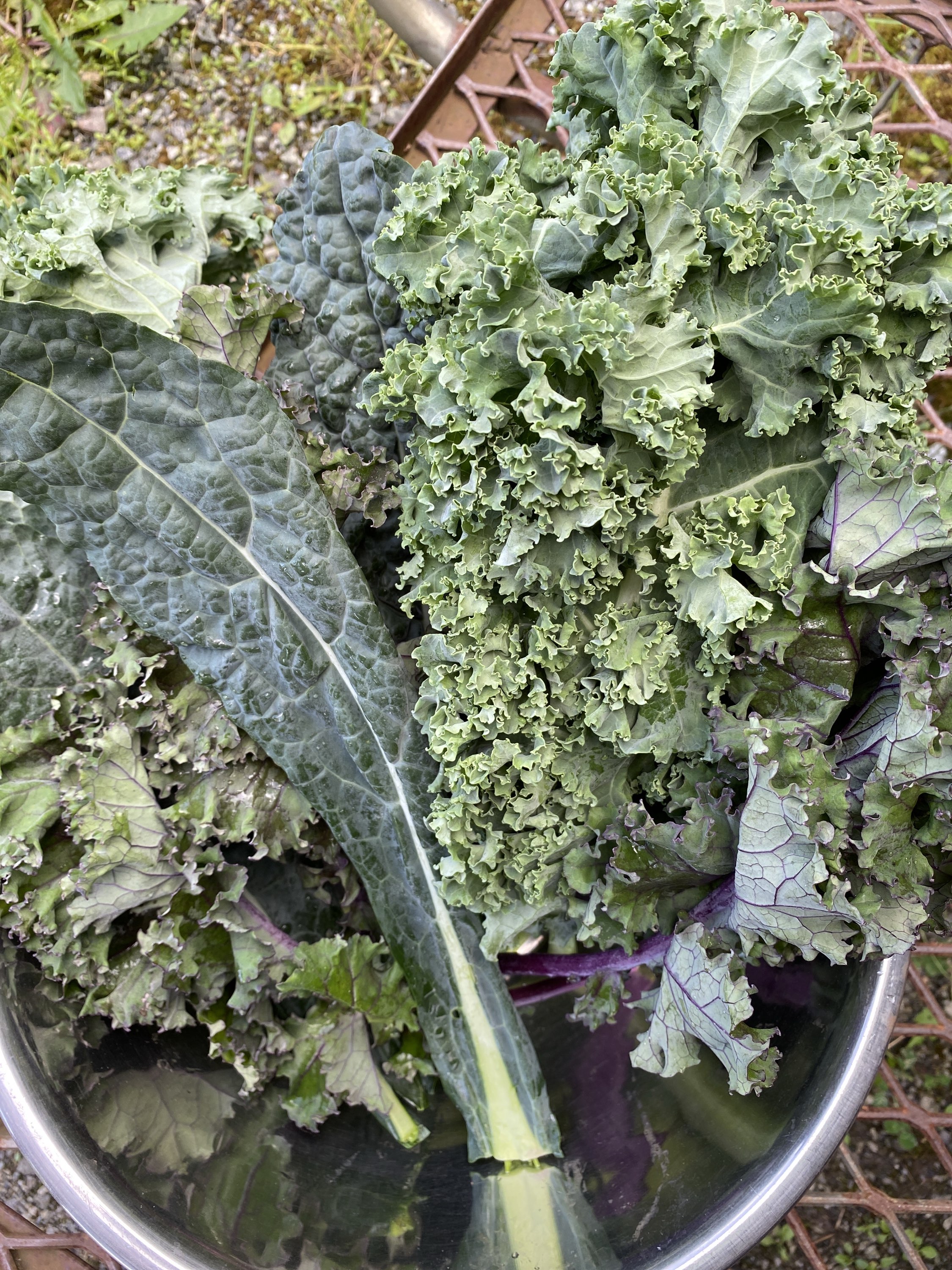Chou Kale mix bio
