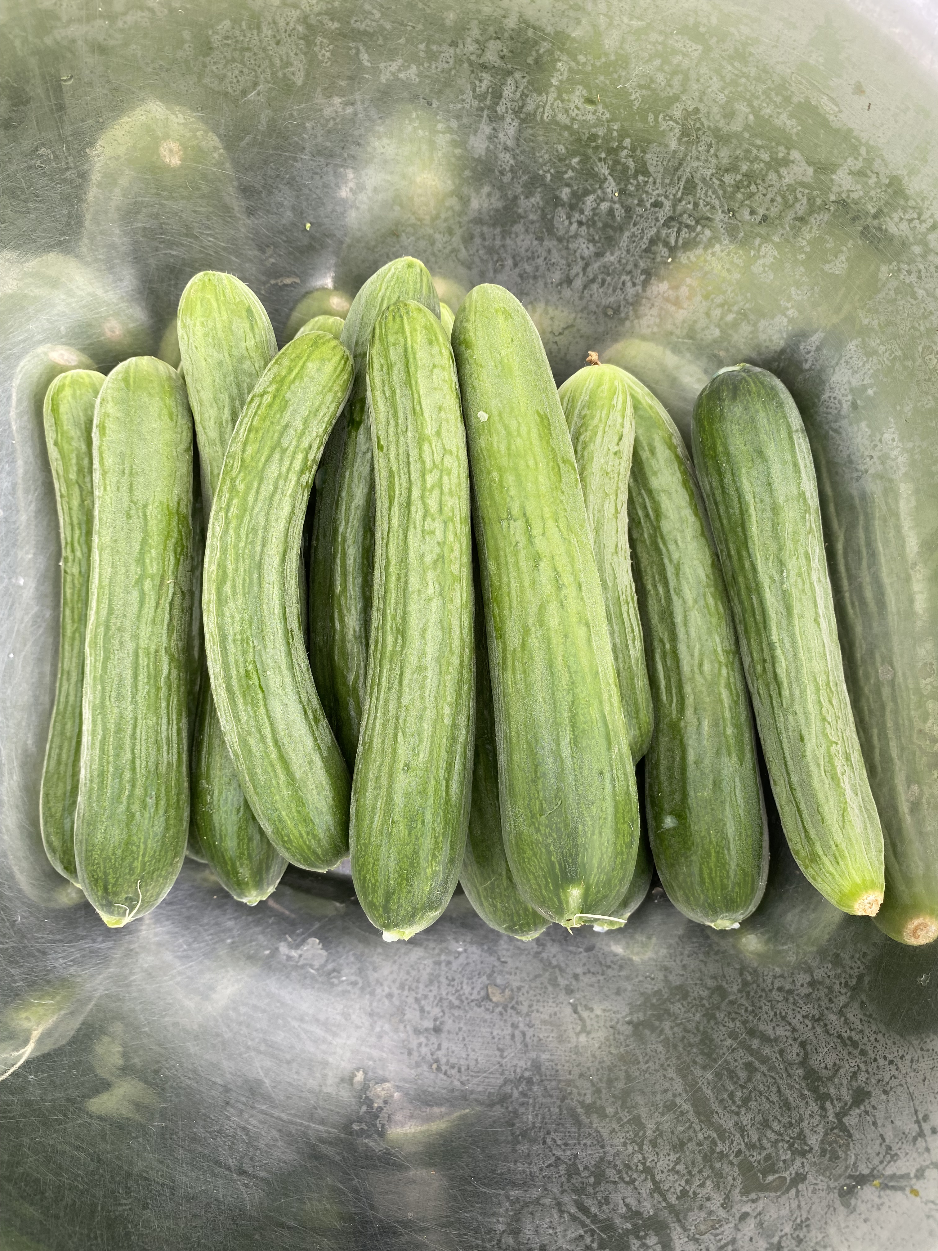 Concombre libanais bio
